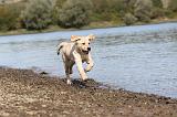LABRADOR 201